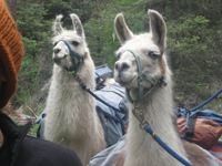 Hiking with Llamas in New Mexico