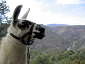 Llama Trekking Day Hikes in Taos and Santa Fe
