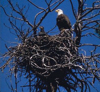 bald eagle nest