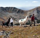 Llama Trekking in Taos New Mexico